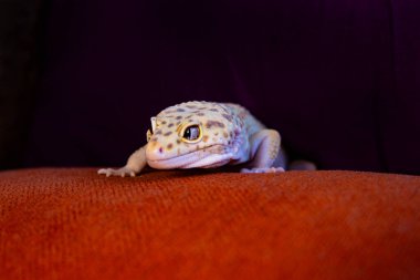 Sürüngenin kafasının ve gözlerinin bir stüdyoda zıt mor-turuncu bir arka plana yakın çekimi. Kertenkele gülümsüyor..