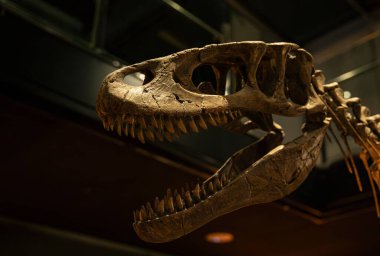 Keskin dişli büyük dinozor kafatası