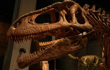 Sergilenen açık çeneli antik yırtıcı, dinozor kafatası