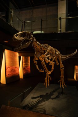 Müzede ışıklandırılmış yırtıcı bir dinozorun iskeleti.