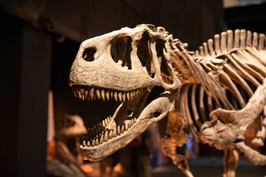 tarih öncesi yırtıcı dinozorlar bir müzede sergileniyor.