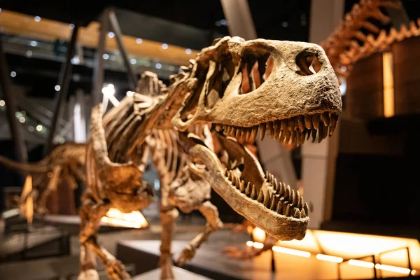 Fosilleşmiş dinozor iskeleti. Gerçekçi ışıklandırma, antik predato.