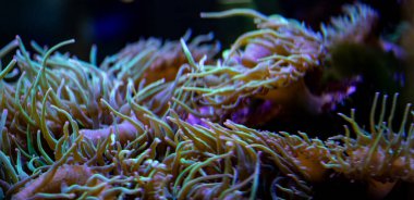 Okyanus derinliklerinde renkli şakayıklar