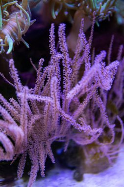 Tropikal resiflerin deniz biyolojisi