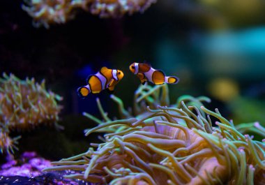 şakayıklar ve palyaçolar tropikal denizde