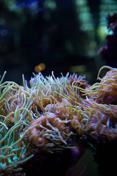 Tropikal resiflerin sualtı dünyası ve metin için alan