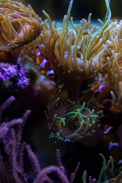 Mercan resiflerinin detaylı sualtı dünyası