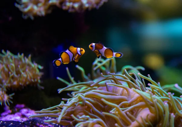 şakayıklar ve palyaçolar tropikal denizde