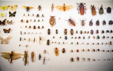 Biyolojik çeşitliliğe örnek olarak böcek türleri, böcek koleksiyonu