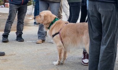 Golden retriever köpeği sokakta insanların arasında duruyor.