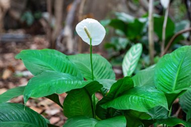 Yeşil tropikal yaprakların arasında beyaz spathiphyllum çiçeği. Güzel çiçekli bir arka plan.