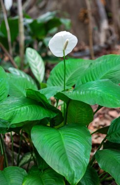 Doğal bahçe çevresindeki çiçek açan spathiphyllum. Güzel çiçekli bir arka plan.