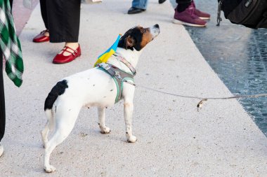 Ukraynalıların Avrupa 'daki barışçıl mitingleri uzun savaş yıllarını ve Rus saldırganlığını hatırlatıyor. Ukrayna 'da barışı destekleyen bayraklı ve posterli eylemciler. Barselona İspanya 22.02.2026