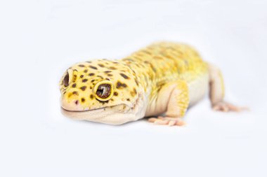 Parlak kertenkele Eublepharis beyaz temiz tuval üzerinde sürünüyor. Gecko, gülümseyen hayvan