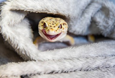 Sürüngenin parlak renklerdeki rahat portresi. Küçük kertenkele Eublepharis güler.