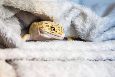 Güzel yüzlü, tüylü kumaşta saklanan leopar Eublepharis.