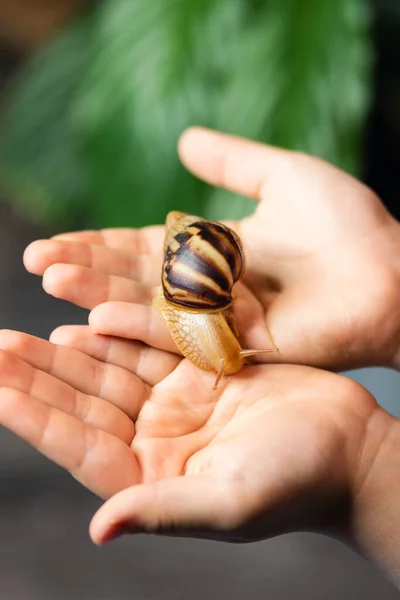 Achatina snail is crawling on palms