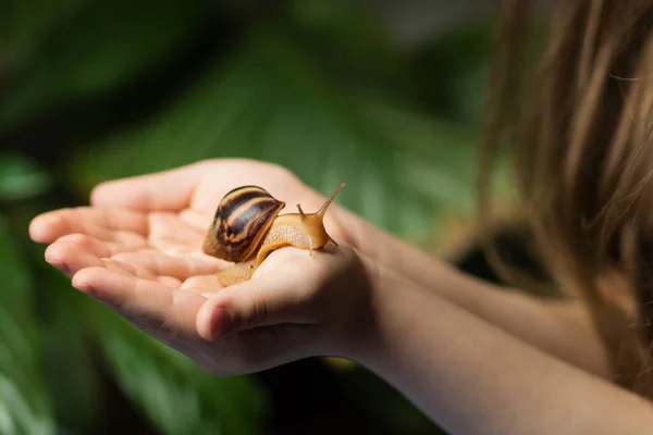 Achatina snail is crawling on palms