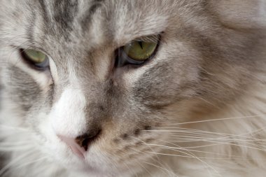 Güzel kedi yakın çekim