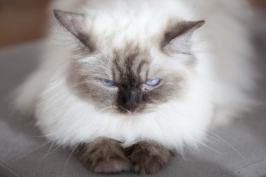 Şirin kedi yavrusu yakın çekim