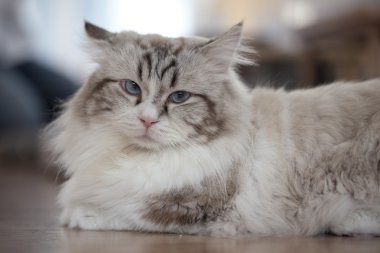 Şirin kedi yavrusu yakın çekim