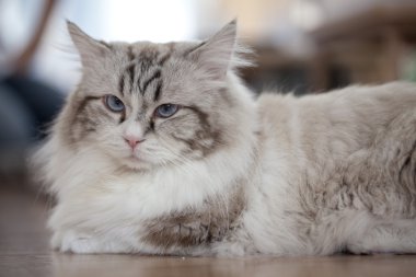 Şirin kedi yavrusu yakın çekim