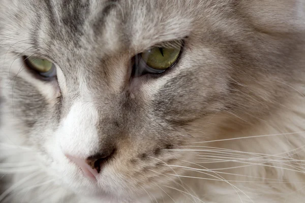 Bom gato de perto — Fotografia de Stock