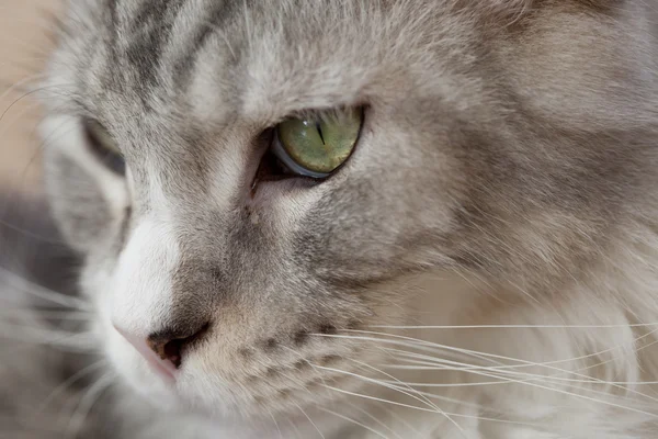 Bom gato de perto — Fotografia de Stock