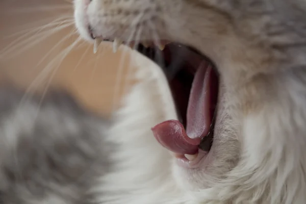 Schöne Katze aus nächster Nähe — Stockfoto