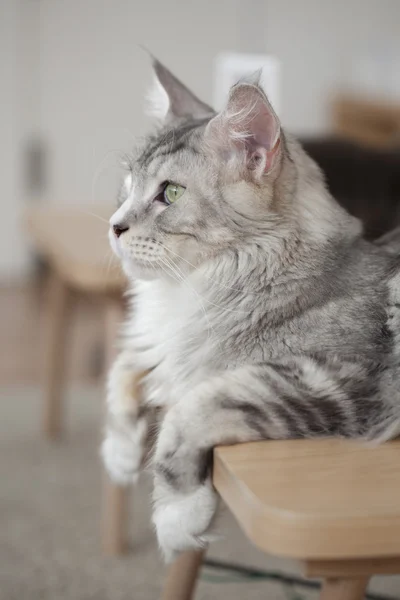 Bom gato de perto — Fotografia de Stock