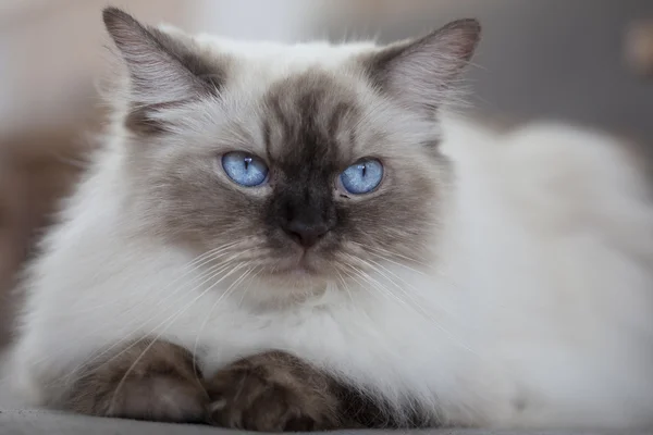 Şirin kedi yavrusu yakın çekim