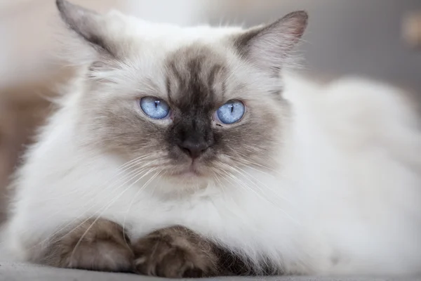 Gatinho bonito de perto — Fotografia de Stock