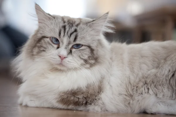 Cute kitten close up — Stock Photo, Image