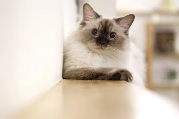 Adorável gatinho bonito — Fotografia de Stock