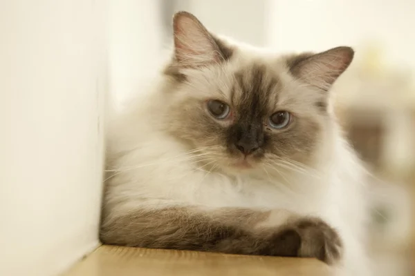 Adorable  cute kitten — Stock Photo, Image