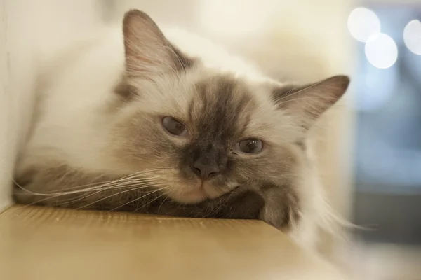 Adorable lindo gatito —  Fotos de Stock