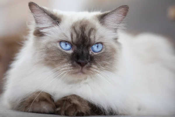 Cute kitten close up — Stock Photo, Image