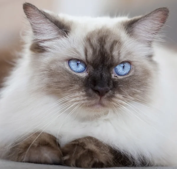 Gatinho bonito de perto — Fotografia de Stock