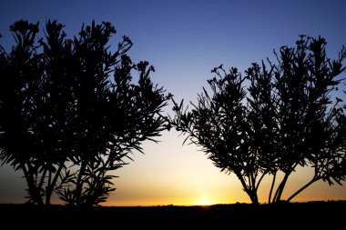 Gün batımında ağaç silueti