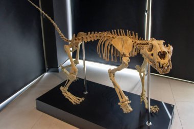 Qobustan, Azerbaycan. Gobustan Eyaleti Tarihi ve Kültürel Rezerv Müzesi. Bu sergilerden birinde hayvan iskeletleri ve diğer doğal tarih eserlerini bulabilirsiniz..