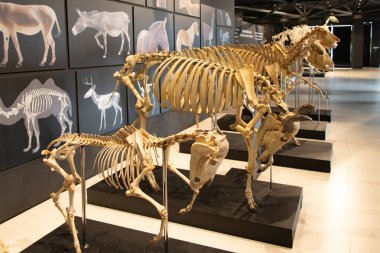 Qobustan, Azerbaycan. Gobustan Eyaleti Tarihi ve Kültürel Rezerv Müzesi. Bu sergilerden birinde hayvan iskeletleri ve diğer doğal tarih eserlerini bulabilirsiniz..