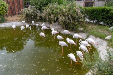 Bakü. Azerbaycan. Hayvanat bahçesinde pembe flamingo sürüsü. Flamingoların varlığı önemli çünkü Pembe Flamingo, Bakü Hayvanat Bahçesi 'nin sembolü haline geldi..