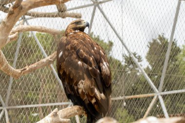 Bakü, Azerbaycan. Bakü Hayvanat Bahçesi 'nden beyaz kuyruklu bir kartal. Kuzey Avrupa ve Asya 'da, Hazar Denizi bölgesinde ve Kura Araz ovasında yaşayan yırtıcı bir kuş..