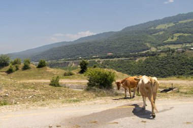 Laza Falls, Qusar, Azerbaycan. Shahdag dağının eteklerindeki inanılmaz doğa parkı..