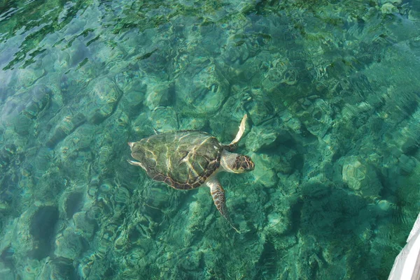 Grécia Zakynthos Island Caretta Caretta Turtle — Fotografia de Stock