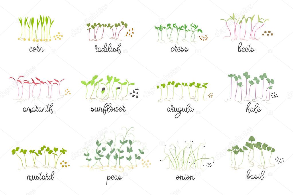 Set of seeds and sprouts of micro greens. Herbs - radishes, beets, cabbage, mustard, chard, sunflower, arugula, cress salad. Organic healthy food. Flat Vector illustration on white background.