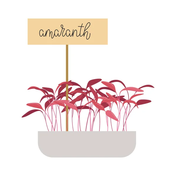 Handgezeichnetes Amaranth Microgreens Gesunde Ernährung Amaranth Sprossen Keimschale Isoliert Auf — Stockvektor