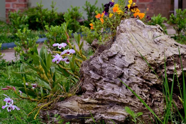 Bloemen op een boomstam — Stockfoto