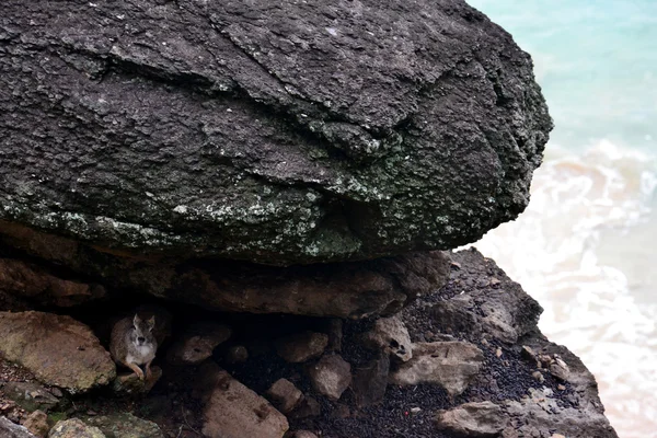 Roedor escondido en piedra — Foto de Stock
