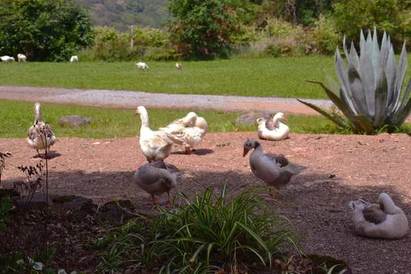 Enten ruhen sich aus — Stockfoto